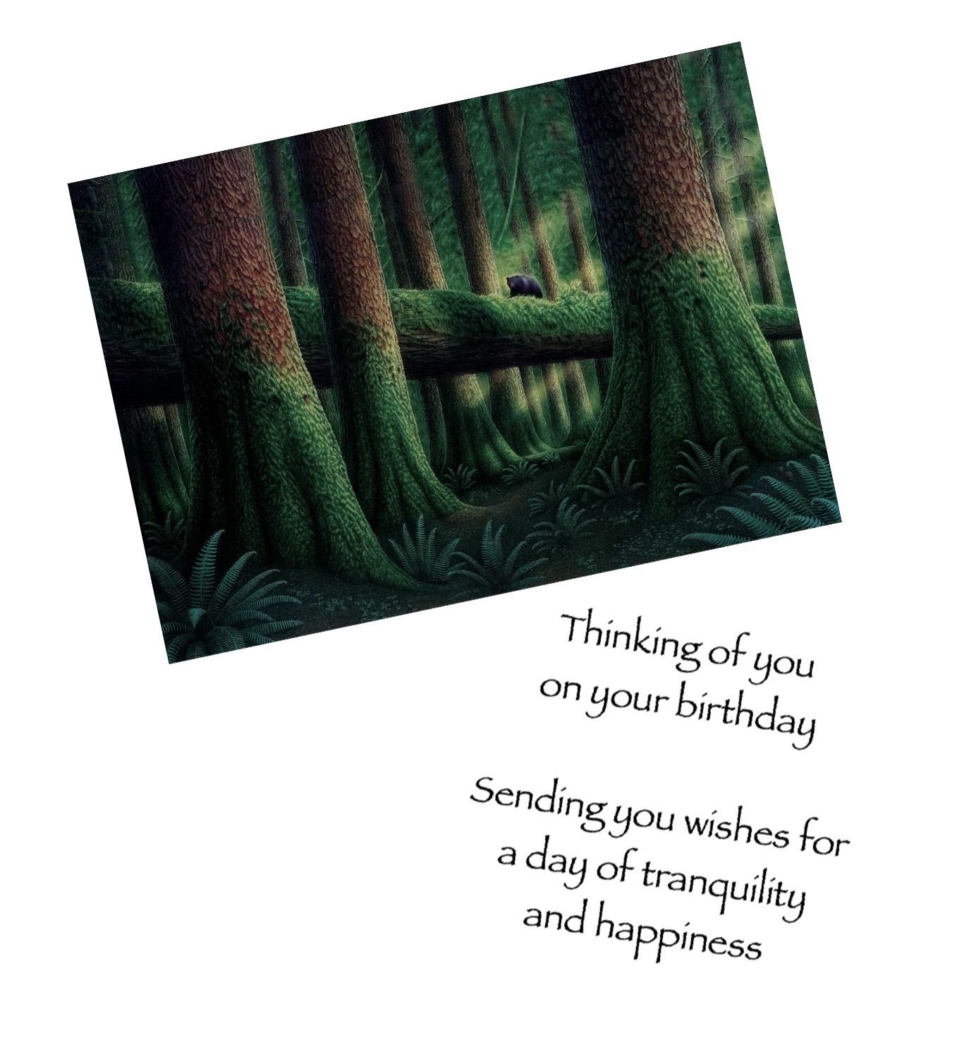 Black Bear and old growth forest