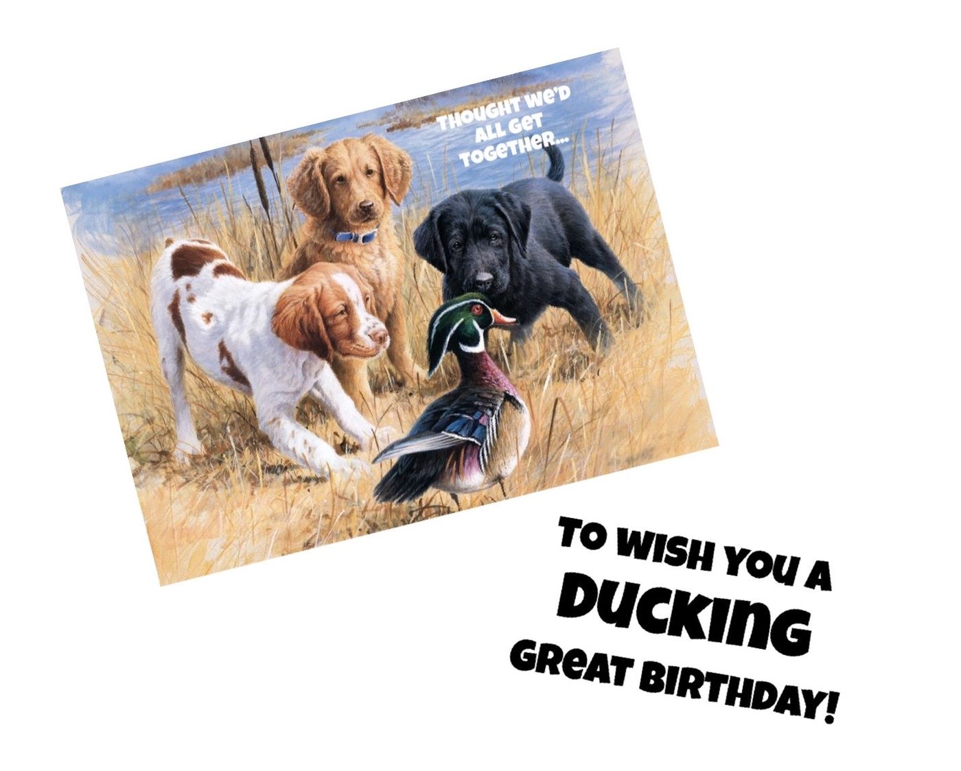 3 Pups and duck
