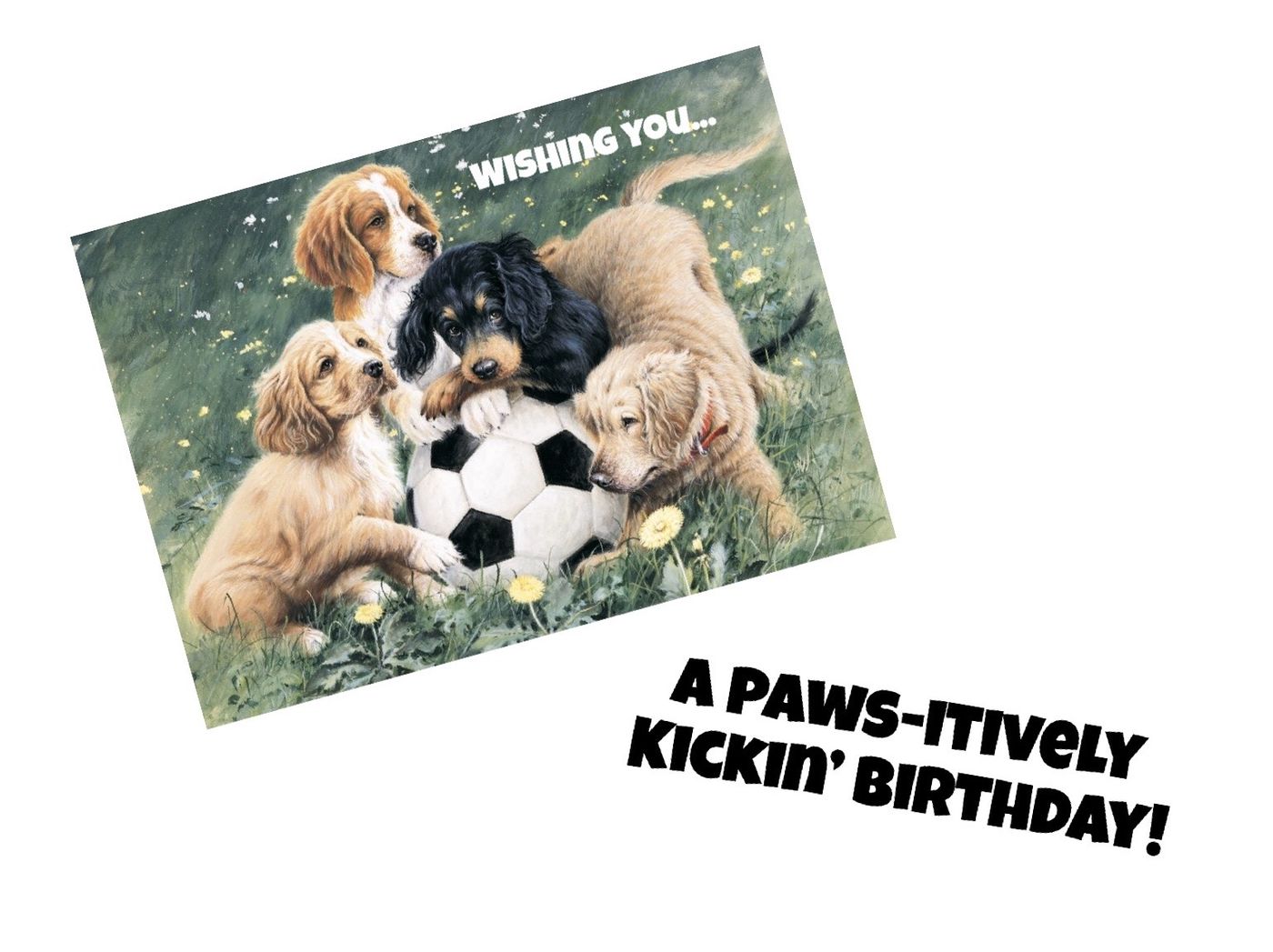 4 puppies and soccer ball