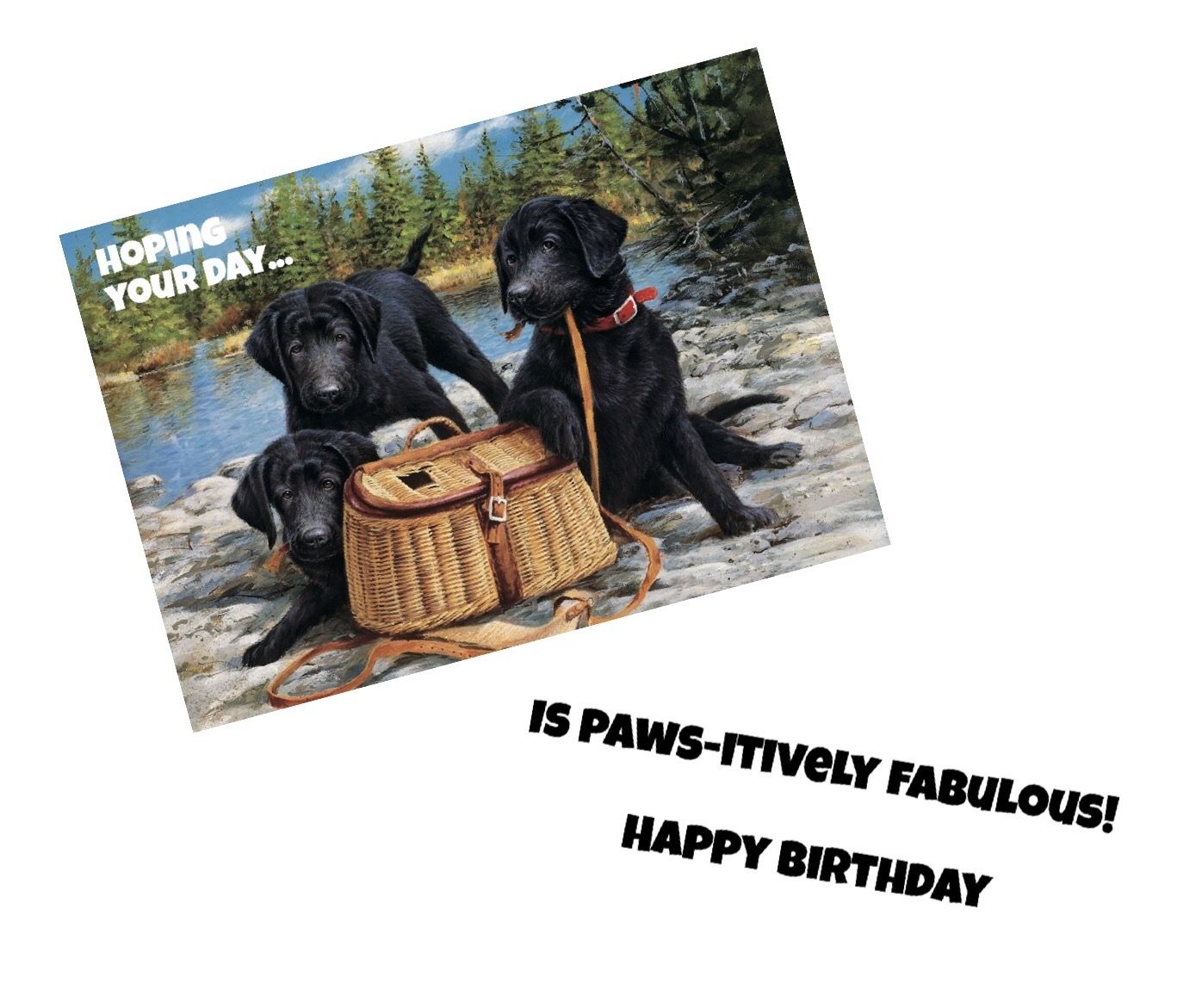 3 pups and fishing gear