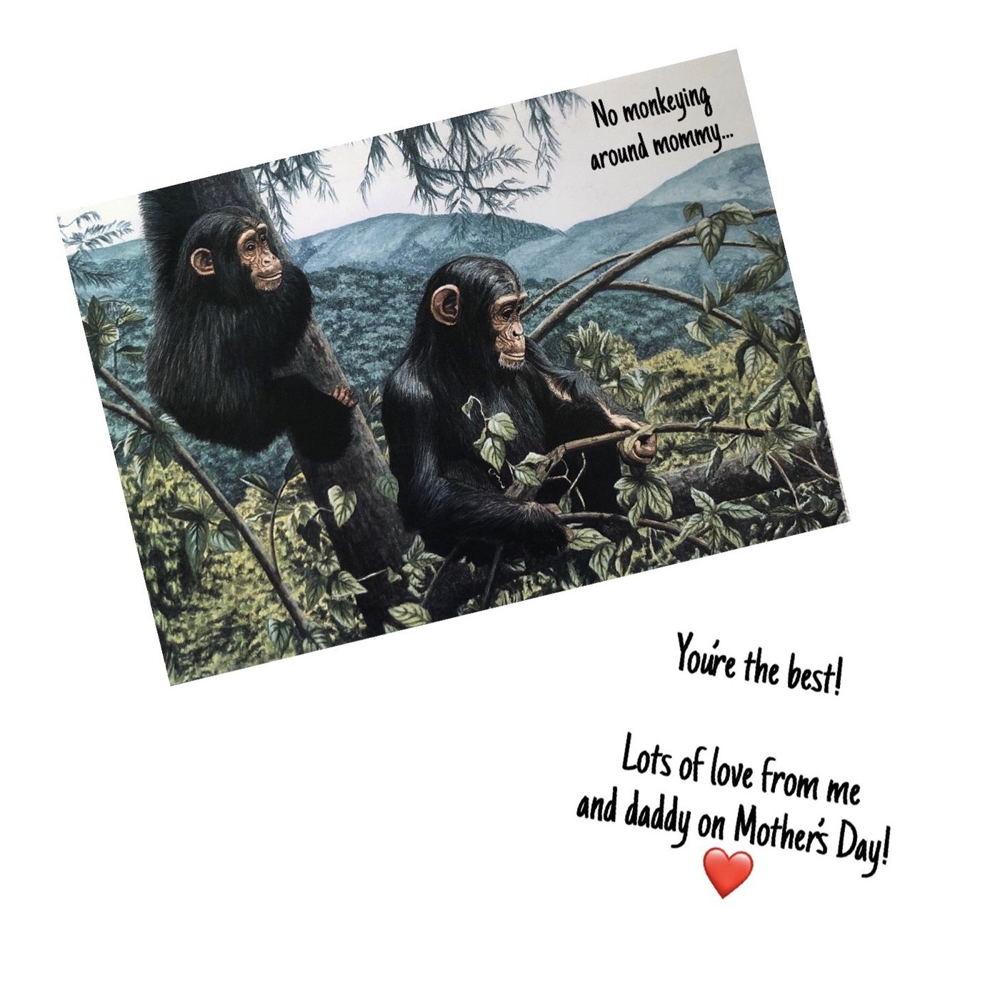 Chimpanzees