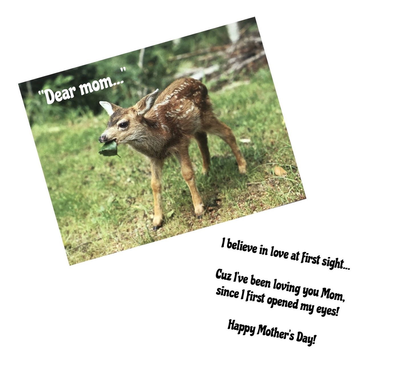 Deer