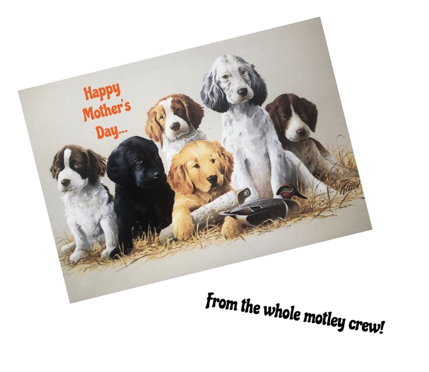 Dogs