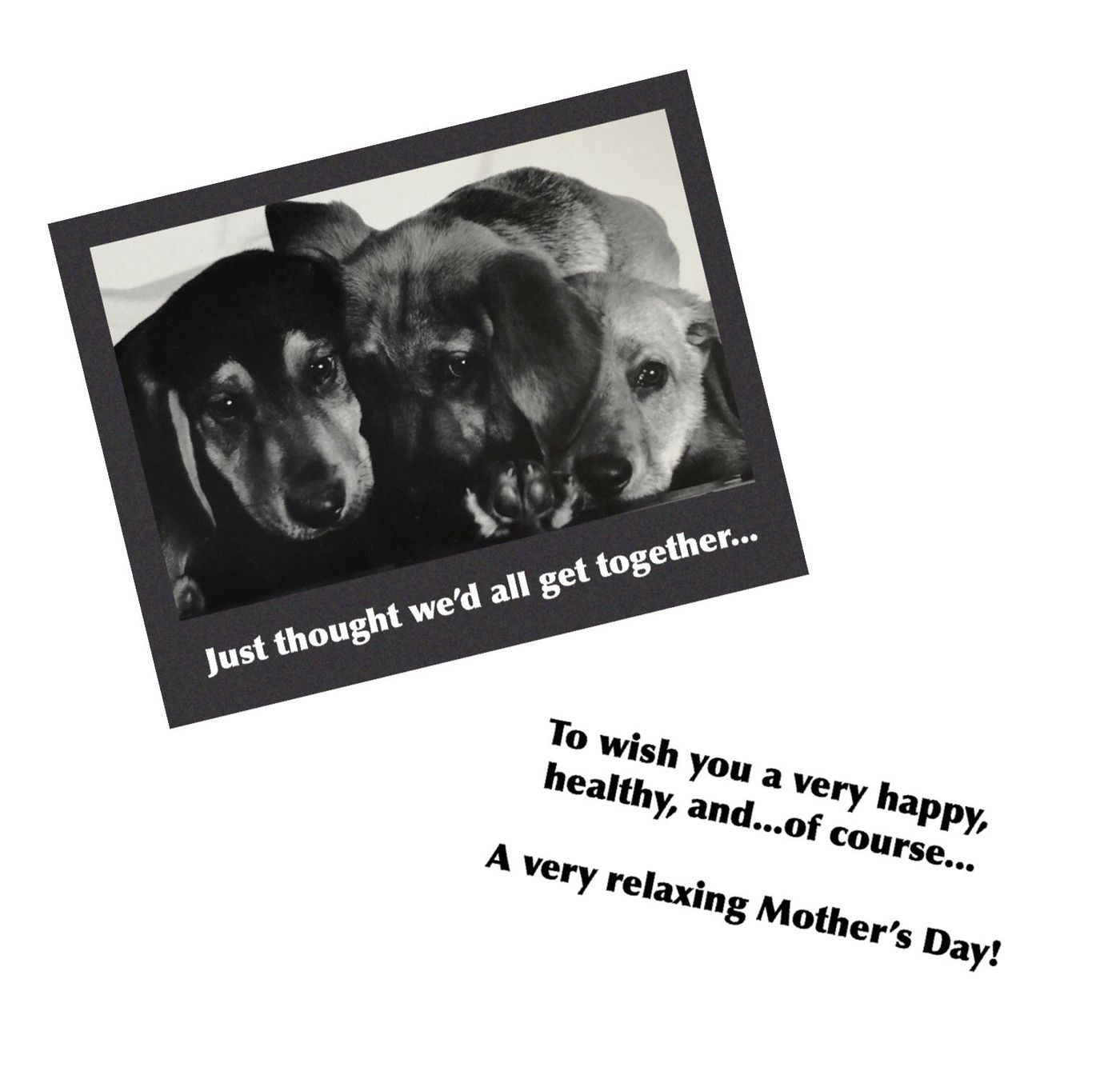 Dogs